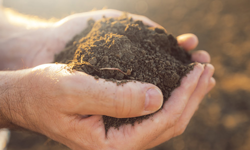 handful of organic soil